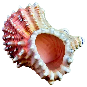 Coral Reef Conch Shell PNG 06132024 PNG