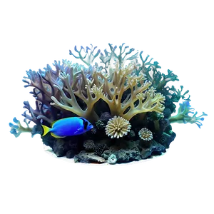 Coral Reef Ecosystem PNG Erl28