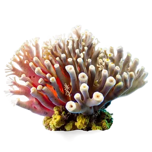 Coral Reef Photography Tips PNG 95 PNG