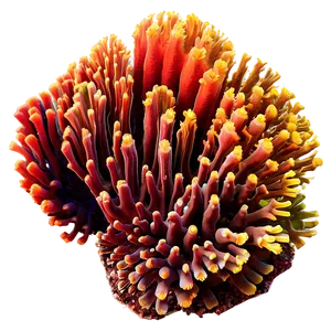 Coral Reef Photography Tips PNG Rgk PNG
