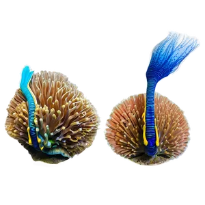 Coral Reef Snorkeling Adventure PNG 05242024