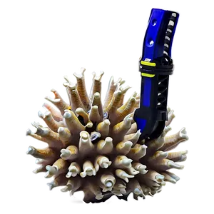 Coral Reef Snorkeling Adventure PNG 52