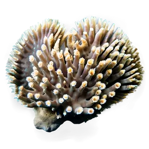 Coral Reef Under Threat PNG Fmp68