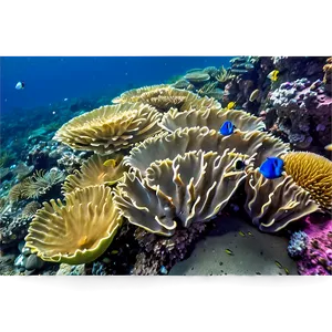 Coral Reef Under Threat PNG Imf36