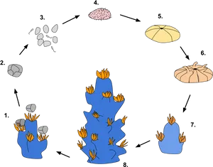 Coral Reproduction Cycle Diagram PNG image