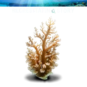 Coral Restoration Success Story PNG 61 PNG