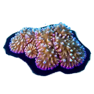 Coral Spawning Event PNG 80 PNG