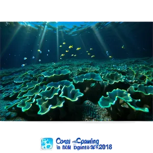 Coral Spawning Event PNG Xwx PNG