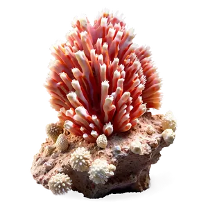 Coral Stone Png Iwd PNG image