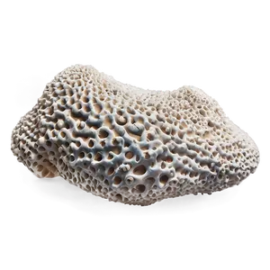 Coral Stone Png Noa56 PNG image