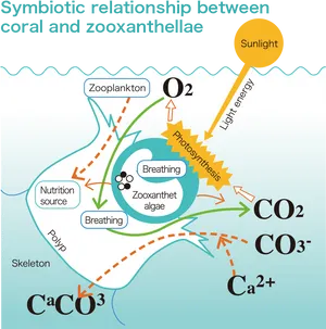 Coral Zooxanthellae Symbiotic Relationship PNG image