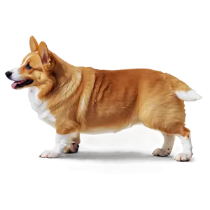 Corgi In The Wild Png Gqq2 PNG image