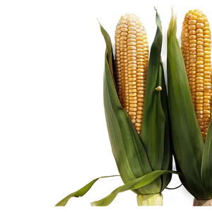 Corn Field Background Png 46 PNG image