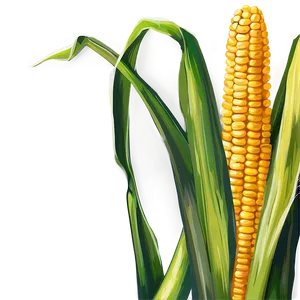 Corn Field Stalk Png 73 PNG image