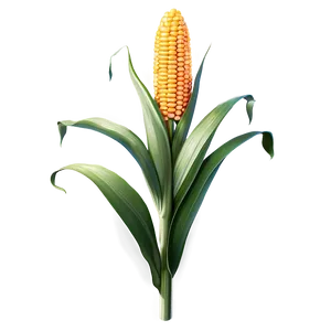 Corn Plant Png Cbd PNG image