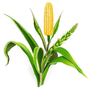 Corn Stalk And Leaves PNG 06122024