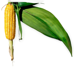 Corn Stalk And Leaves PNG 06122024