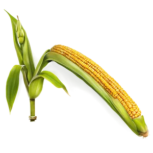 Corn Stalk And Leaves PNG 06122024