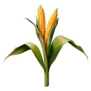 Corn Stalk And Leaves PNG Dbk