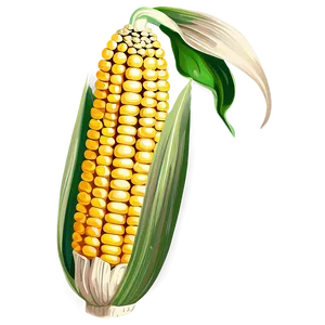 Corn Stalk Illustration Png 06122024 PNG image