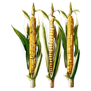 Corn Stalk In Field PNG 06122024