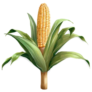 Corn Stalk In Field PNG Swg