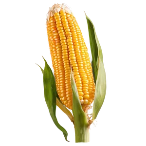 Corn Stalk In Sunlight PNG Lss58 PNG