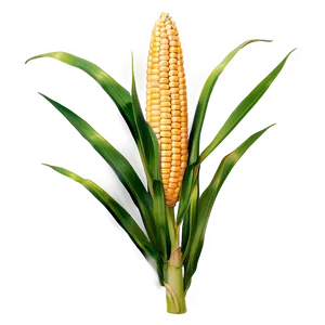 Corn Stalk With Ears Png 59 PNG image