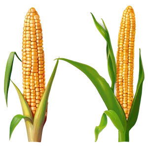 Corn Stalk With Ears Png Idm98 PNG image