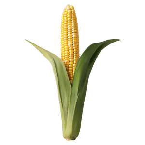 Corn Stalk With Husk PNG 11
