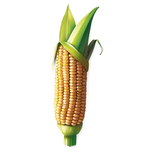 Corn Stalk With Husk PNG 15