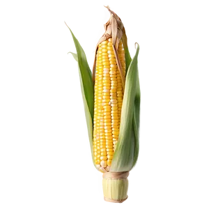 Corn Stalk With Husk PNG Mqc