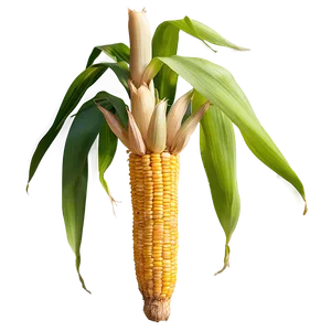 Corn Stalk With Roots PNG Egd