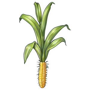 Corn Stalk With Roots PNG Gli