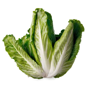 Cos Lettuce Png Yvd PNG image