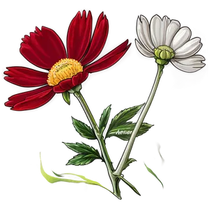 Cosmos Flower Sketch PNG 05252024 PNG