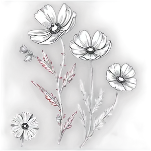 Cosmos Flower Sketch PNG Vlr75 PNG