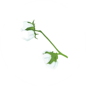 Cotton Plant Illustration PNG image