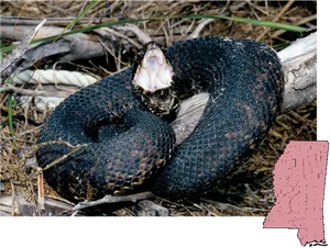 Cottonmouth Snake Defensive Posture