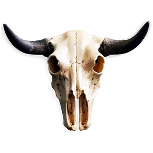 Cow Skull C PNG image