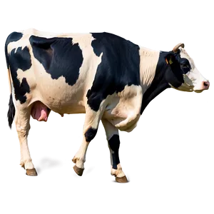 Cow Spots For Branding PNG 96