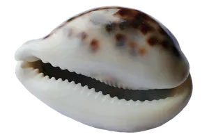 Cowrie Shell Close Up PNG image