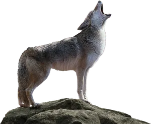 Coyote Howlingon Rock PNG image