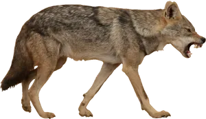 Coyotein Mid Stride PNG image