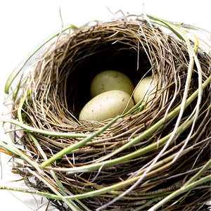 Cozy Bird Nest PNG 69 PNG