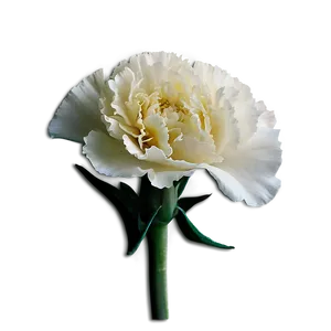 Cozy Carnation PNG 06202024