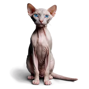 Cozy Hairless Cat PNG 12