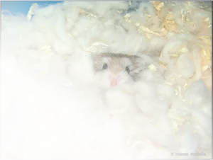 Cozy Hamsterin Bedding.jpg PNG image