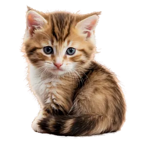 Cozy Kitten Picture PNG Chd97 PNG