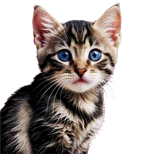 Cozy Kitten Picture Png Ptn PNG image